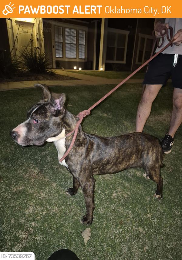 Found/Stray Female Dog last seen Memorial & MacArthur, Oklahoma City, OK 73142