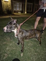 Found/Stray Female Dog last seen Memorial & MacArthur, Oklahoma City, OK 73142