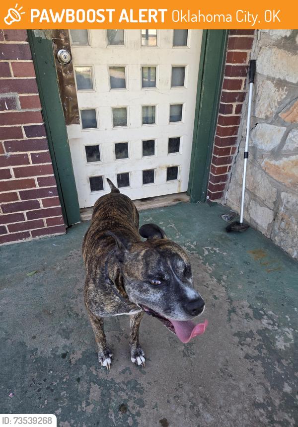 Found/Stray Male Dog last seen 32nd and Villa, Oklahoma City, OK 73112