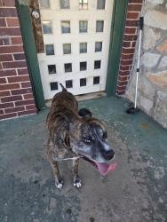 Found/Stray Male Dog last seen 32nd and Villa, Oklahoma City, OK 73112