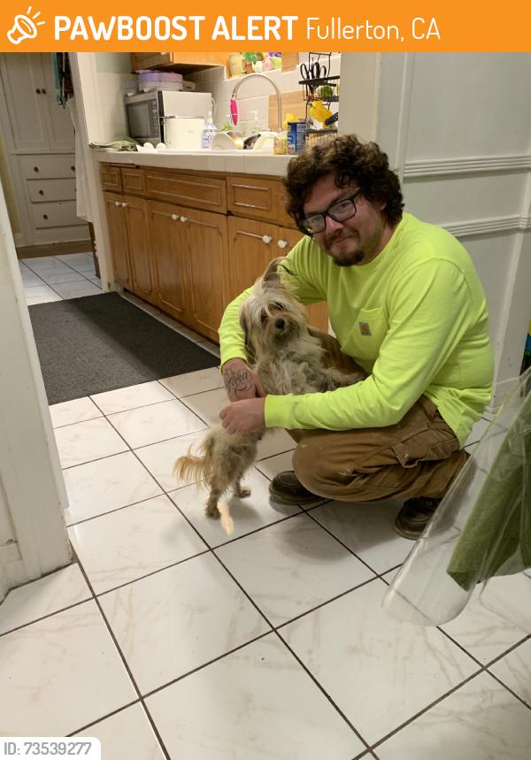 Found/Stray Female Dog last seen Fullerton/Anaheim, Fullerton, CA 92833