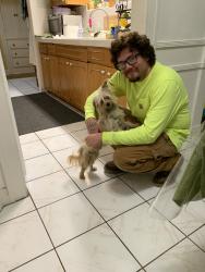 Found/Stray Female Dog last seen Fullerton/Anaheim, Fullerton, CA 92833