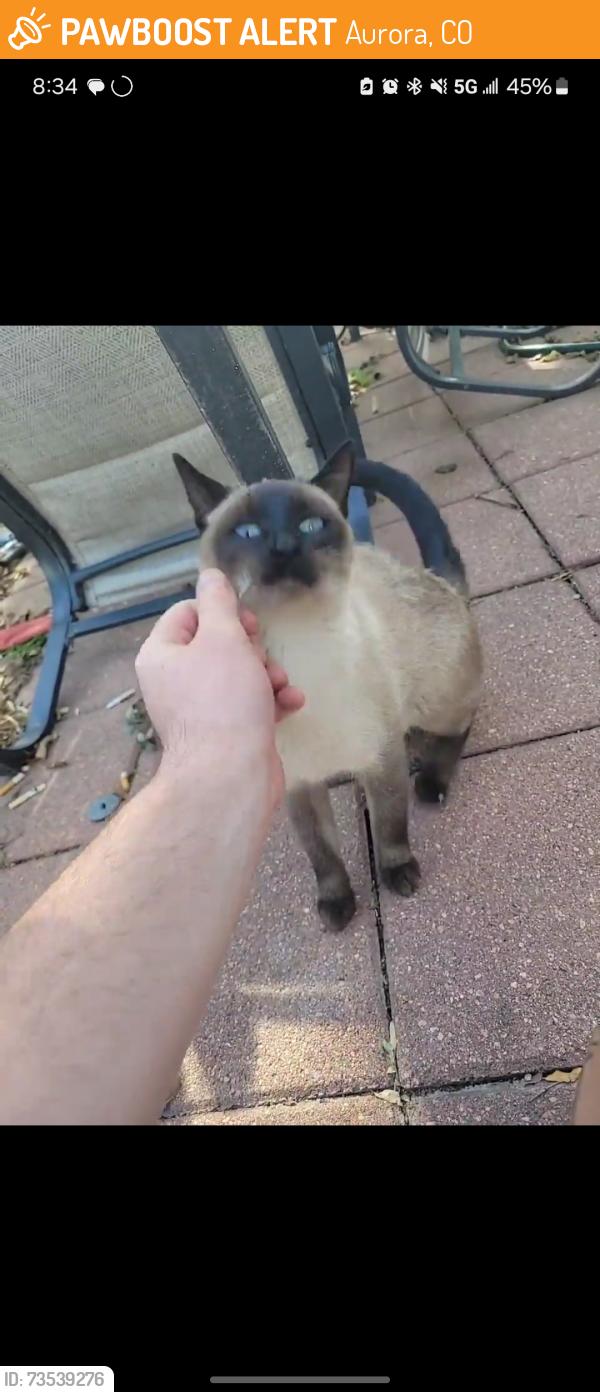 Found/Stray Unknown Cat last seen 11th and Moline, Aurora, CO 80010