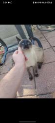 Found/Stray Unknown Cat last seen 11th and Moline, Aurora, CO 80010