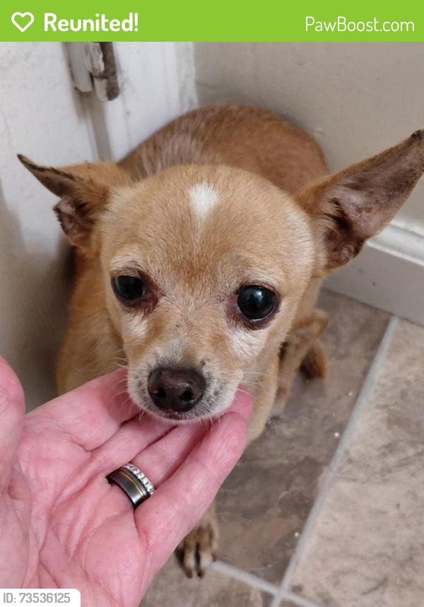 Reunited Male Dog last seen Norwood and Eleanor, Sacramento, CA 95838