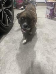 Reunited Unknown Dog last seen Tiger Lane, Richland, WA 99352