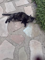 Found/Stray Female Cat last seen La Amatista, Del Mar, CA 92014