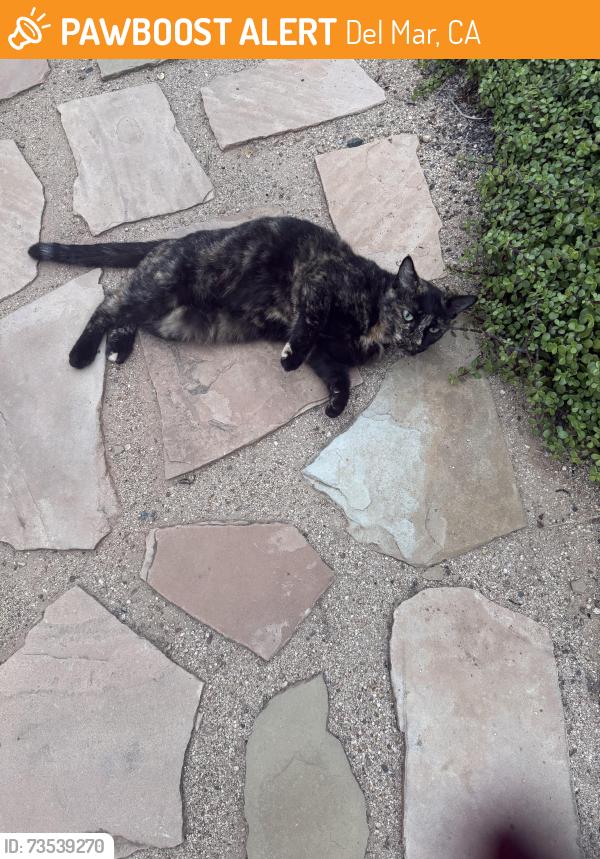 Found/Stray Female Cat last seen La Amatista, Del Mar, CA 92014