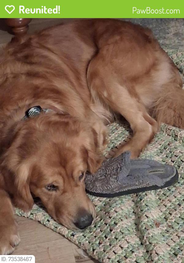 Reunited Male Dog last seen grey cloud island drive and 99th street, Saint Paul Park, MN 55071