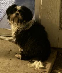 Shelter Stray Male Dog last seen Apt 9E,4929 S Lake Pines Drive, MURRAY CITY, UT, 84107, 511 W 3900 S, Salt Lake City, UT 84123, USA