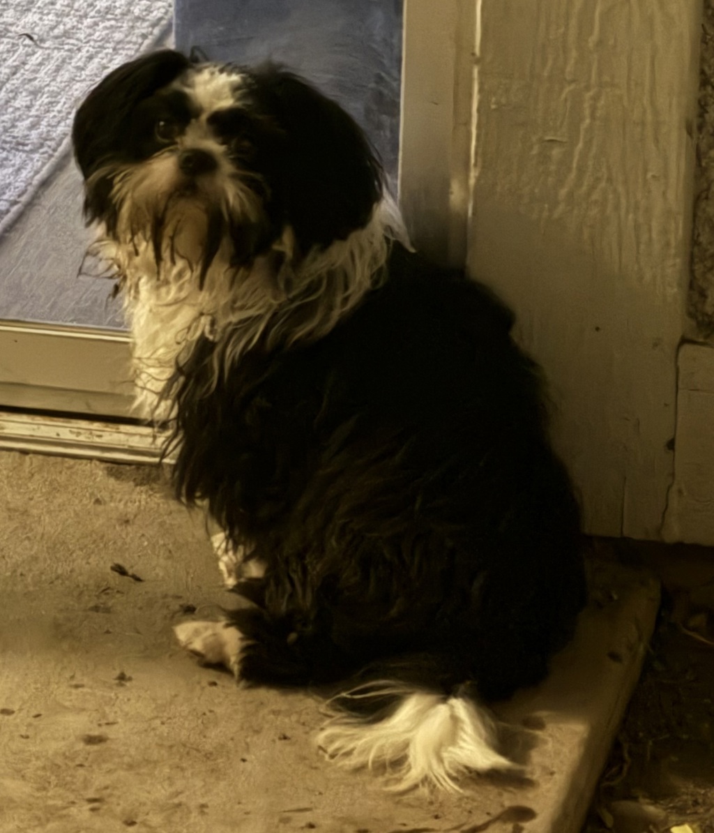 Shelter Stray Male Dog last seen Apt 9E,4929 S Lake Pines Drive, MURRAY CITY, UT, 84107, 511 W 3900 S, Salt Lake City, UT 84123, USA