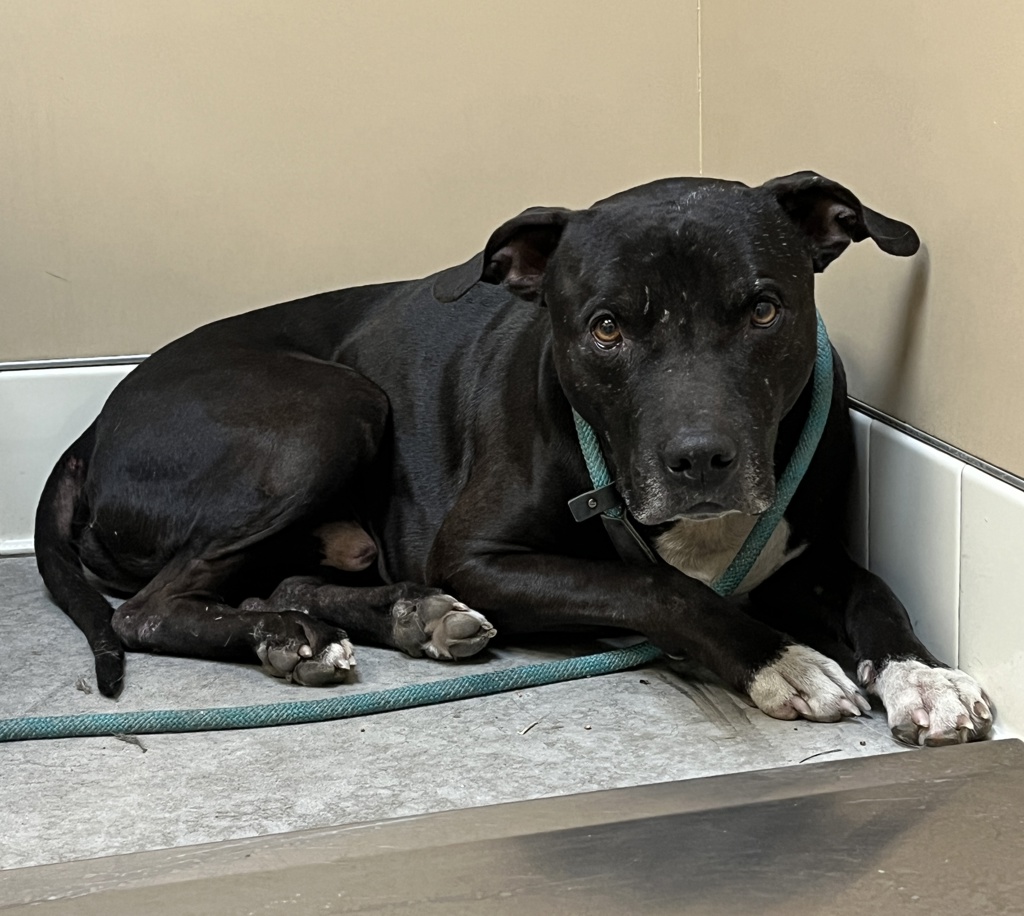 Shelter Stray Male Dog last seen WA, 6815 E Trent Ave, Spokane, WA 99212, USA