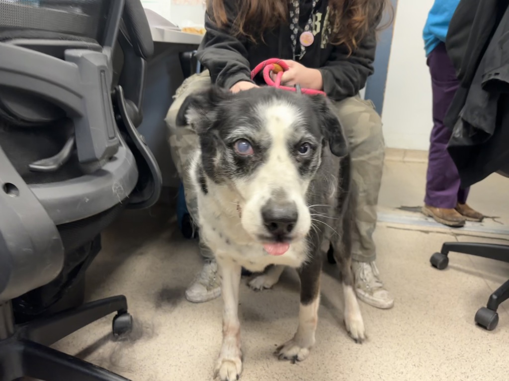 Shelter Stray Female Dog last seen St. Mary's Park West Playground, BRONX, NY, 10455, 326 E 110th St, New York, NY 10029, USA