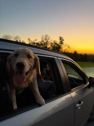 Reunited Male Dog last seen Last seen crossing Galbraith to Sagamore & up to Winding Way. No sightings 10/19., Amberley, OH 45236