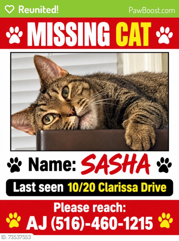 Reunited Female Cat last seen Old country road/clarissa drive, Hicksville, NY 11801