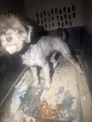 Reunited Unknown Dog last seen Near Hazelridge Dr, Las Vegas, NV 89129, USA, Las Vegas, NV 89129