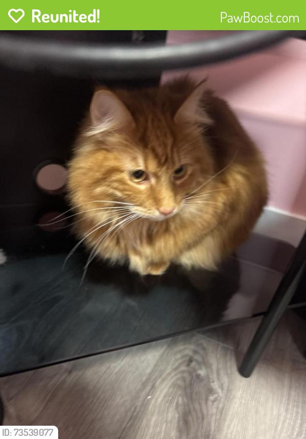 Reunited Male Cat last seen He was spotted around the reserve by a lady, West Vancouver, BC V7P 3S3