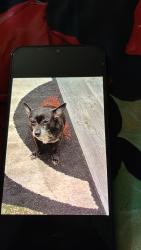 Lost Male Dog last seen Bolton Rd & Fulton Industrial, Atlanta, GA 30314
