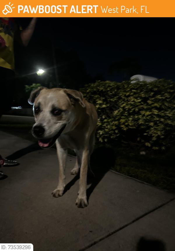 Found/Stray Male Dog last seen West park fl 33023 near 441, West Park, FL 33023