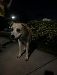 Found/Stray Male Dog last seen West park fl 33023 near 441, West Park, FL 33023