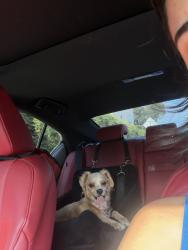 Found/Stray Female Dog last seen Stadium garage, Houston, TX 77204