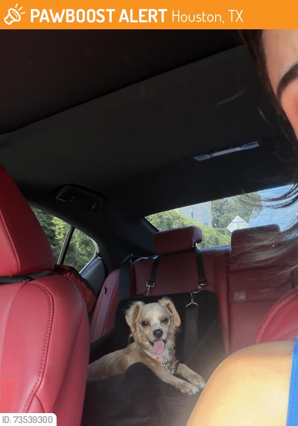 Found/Stray Female Dog last seen Stadium garage, Houston, TX 77204