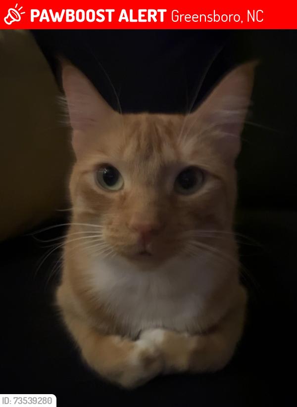 Lost Male Cat last seen Shannon woods, Greensboro, NC 27406