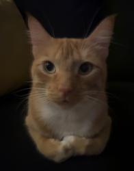 Lost Male Cat last seen Shannon woods, Greensboro, NC 27406