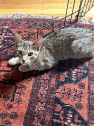 Lost Female Cat last seen Dwightway, Berkeley, CA 94702