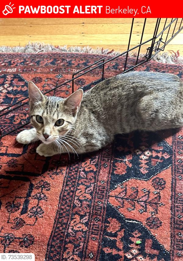 Lost Female Cat last seen Dwightway, Berkeley, CA 94702