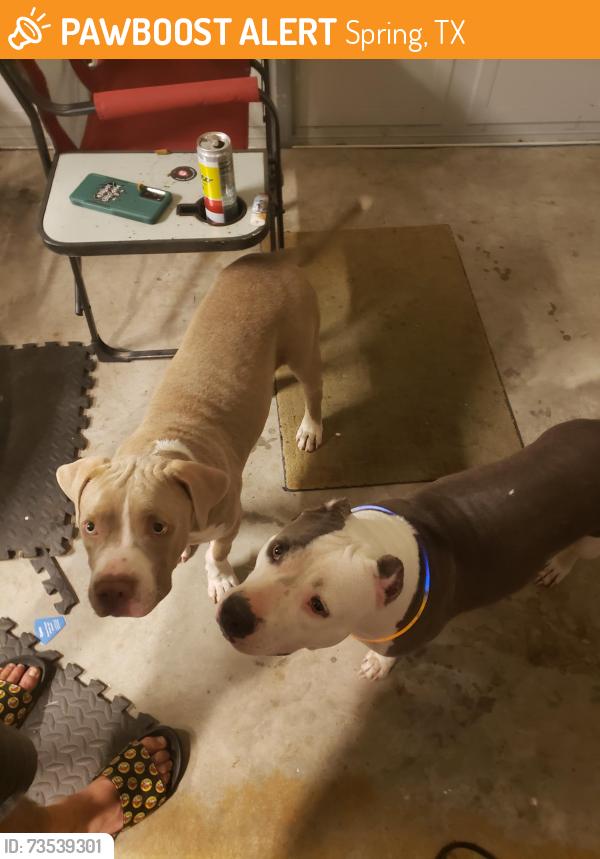 Found/Stray Female Dog last seen Holwarth Rd and 2920, Spring, TX 77373