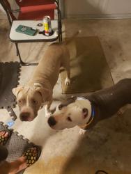 Found/Stray Female Dog last seen Holwarth Rd and 2920, Spring, TX 77373