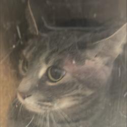 Shelter Stray Female Cat last seen , 2608 Center St, Tacoma, WA 98409, USA