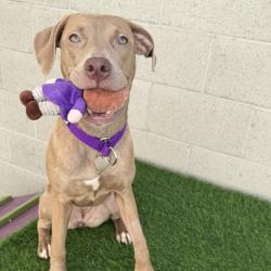 Shelter Stray Female Dog last seen , 3612 11th Ave, Los Angeles, CA 90018, USA