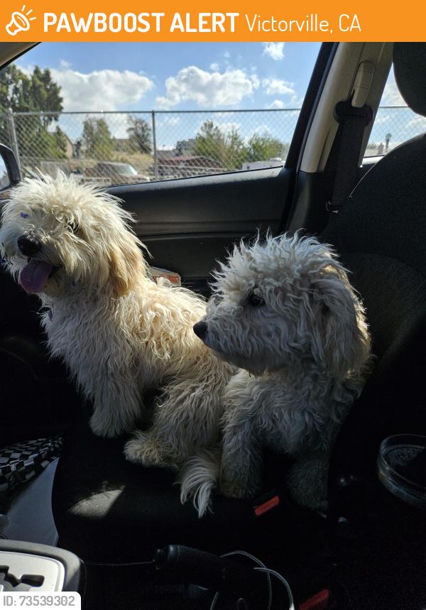 Found/Stray Male Dog last seen 3rd ave and Dean ave, Victorville, CA 92393