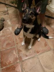 Found/Stray Female Dog last seen Stonewood blvd, Bartonville, TX 76226