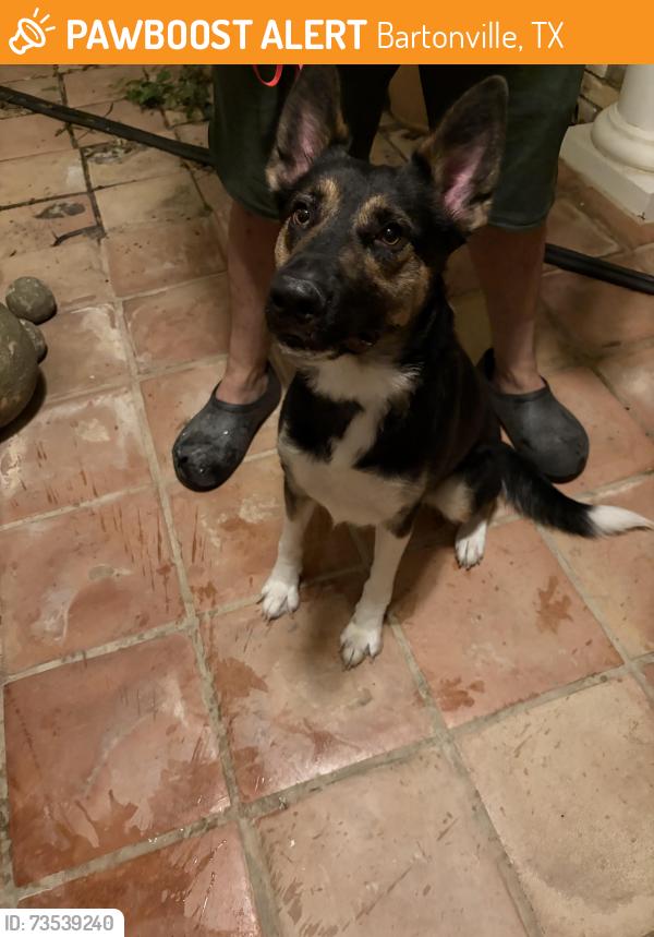 Found/Stray Female Dog last seen Stonewood blvd, Bartonville, TX 76226