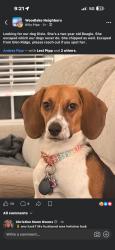 Reunited Female Dog last seen Near Glen Ridge Ct, Midlothian, VA 23112, USA, Midlothian, VA 23112