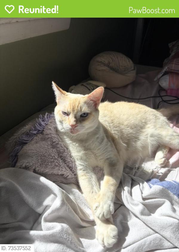 Reunited Male Cat last seen UNCW, Wilmington, NC 28403