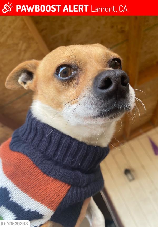 Lost Male Dog last seen near San Emidio and Brett Avenue in Lamont, Lamont, CA 93241