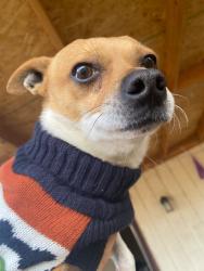 Lost Male Dog last seen near San Emidio and Brett Avenue in Lamont, Lamont, CA 93241