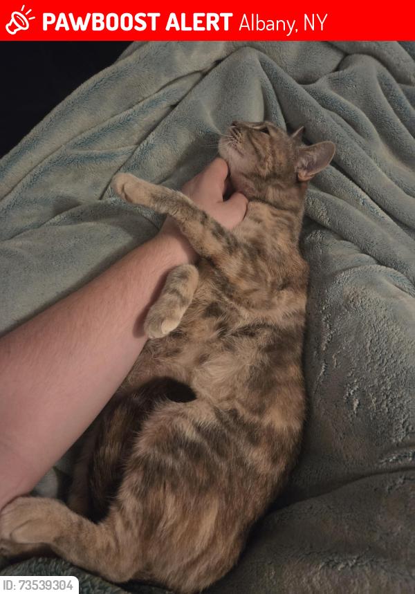 Lost Female Cat last seen Ryckman and main, Albany, NY 12208