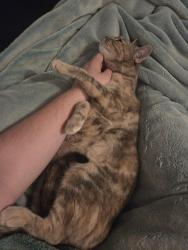 Lost Female Cat last seen Ryckman and main, Albany, NY 12208