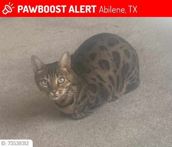 Lost Female Cat last seen s 22nd street, Abilene, TX 79605