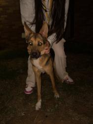 Found/Stray Unknown Dog last seen Was on oracle and wrigley but now on melody and 42nd, Odessa, TX 79765