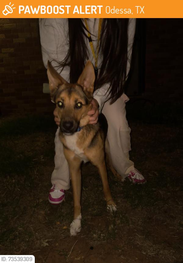 Found/Stray Unknown Dog last seen Was on oracle and wrigley but now on melody and 42nd, Odessa, TX 79765