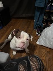 Reunited Female Dog last seen Church, Pontiac, MI 48341