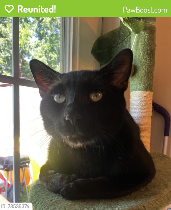 Reunited Male Cat last seen Marsha St Keller, TX 76248, Keller, TX 76248