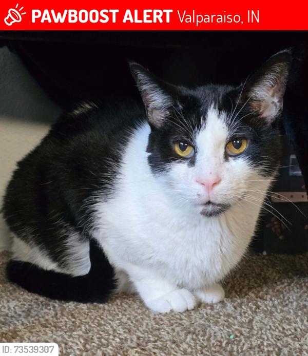 Lost Male Cat last seen Horseprairie and Morthland, behind Zao Island, Valparaiso, IN 46385