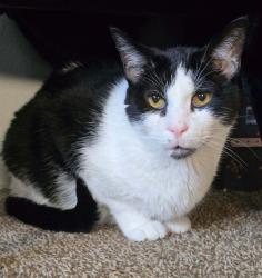 Lost Male Cat last seen Horseprairie and Morthland, behind Zao Island, Valparaiso, IN 46385